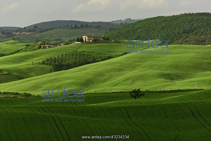 : Agricultural region of Tuscany, Italy : Agricultural region of Tuscany, Italy