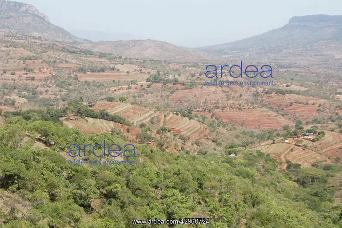 : Agricultural terracing on slopes to reduce erosion : Agricultural terracing on slopes to reduce erosion