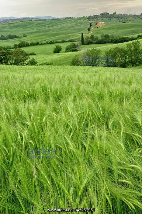 : Agricultural wheat field, Tuscany region : Agricultural wheat field, Tuscany region