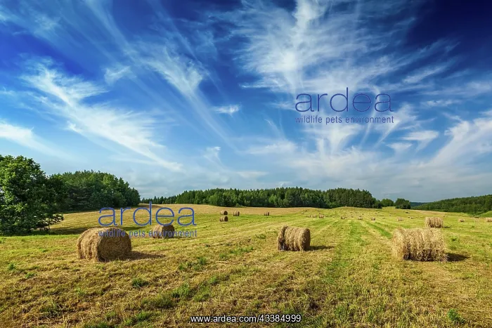  : Agriculture background, a stunning summer landscape