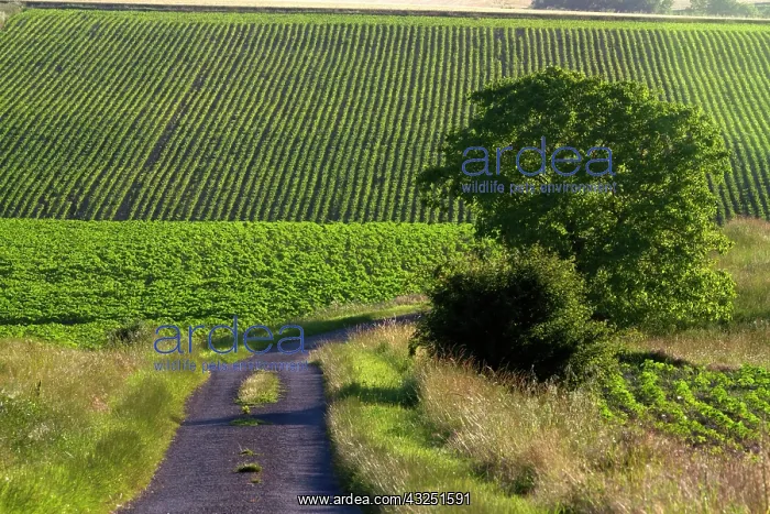 : Agriculture and farmland west of Angouleme : Agriculture and farmland west of Angouleme