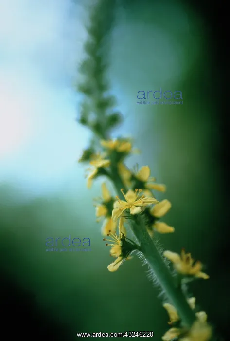 : Agrimony, Agrimonia eupatoria : Agrimony, Agrimonia eupatoria