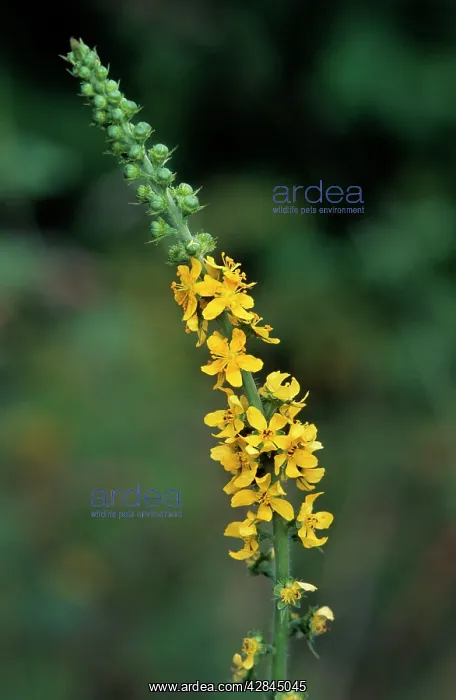 : Agrimony / Agremony : Agrimony / Agremony