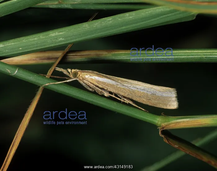 : Agriphila tristella moth : Agriphila tristella moth