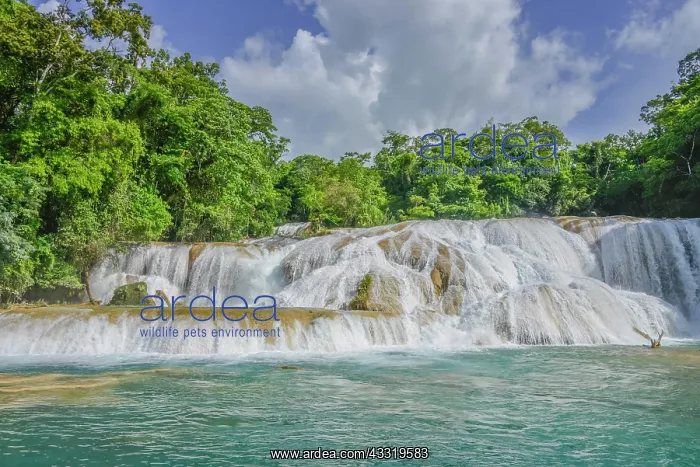 : Agua Azul Waterfalls, Chiapas, Mexico, Central America : Agua Azul Waterfalls, Chiapas, Mexico, Central America
