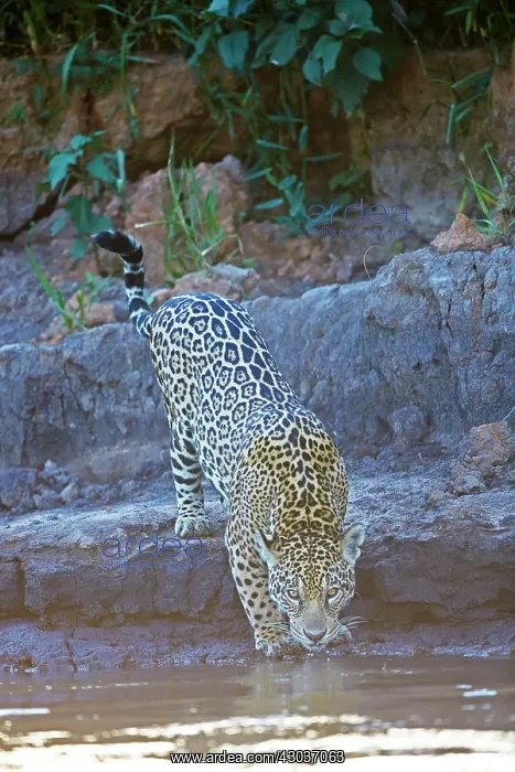 : aguar walking and drinking relaxing on the edge : aguar walking and drinking relaxing on the edge