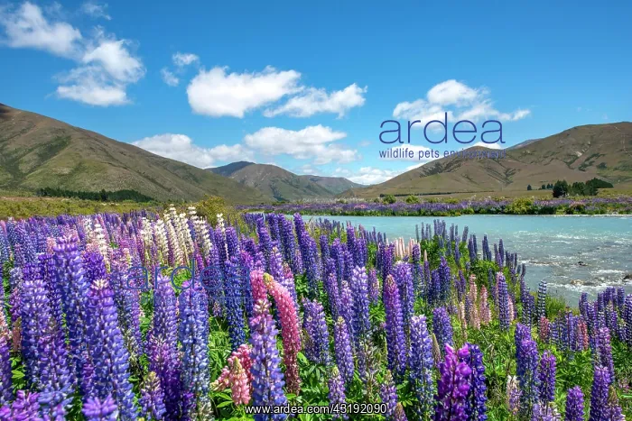 : Ahuriri River, purple flowering Large-leaved lupin : Ahuriri River, purple flowering Large-leaved lupin
