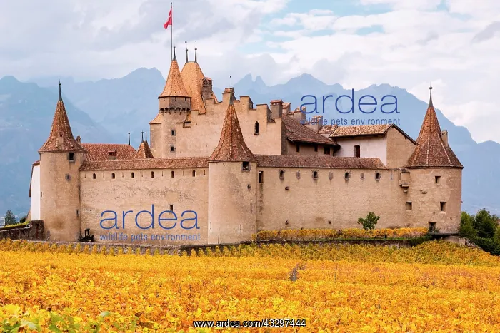 : Aigle Castle surrounded by vineyards, Aigle, Vaud : Aigle Castle surrounded by vineyards, Aigle, Vaud