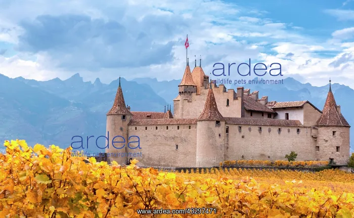 : Aigle Castle surrounded by vineyards, Aigle, Vaud : Aigle Castle surrounded by vineyards, Aigle, Vaud
