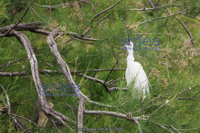 : Aigrette garzette (Egretta garzetta) in a tree : Aigrette garzette (Egretta garzetta) in a tree