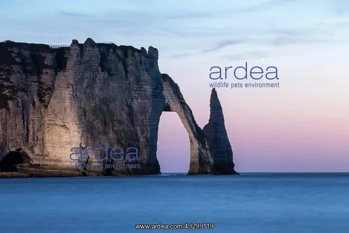 : Aiguille d'Etretat and Porte d'Aval in the evening : Aiguille d'Etretat and Porte d'Aval in the evening