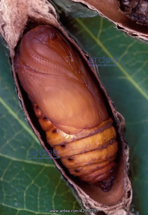 : Ailanthus / Cynthia Silkmoth - chrysalis : Ailanthus / Cynthia Silkmoth - chrysalis