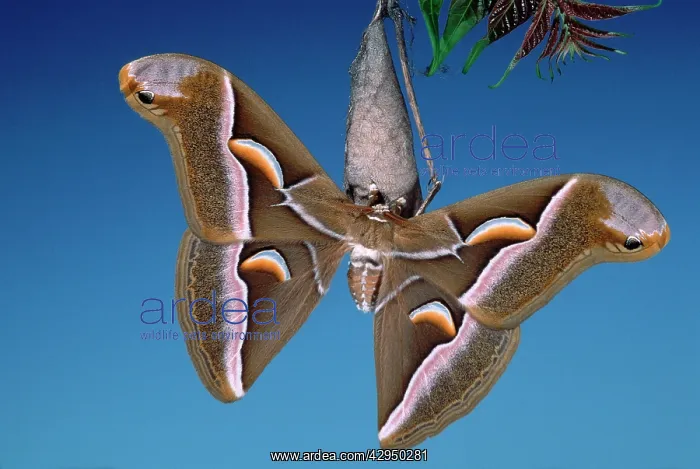: Ailanthus / Cynthia Silkmoth - on its cocoon : Ailanthus / Cynthia Silkmoth - on its cocoon