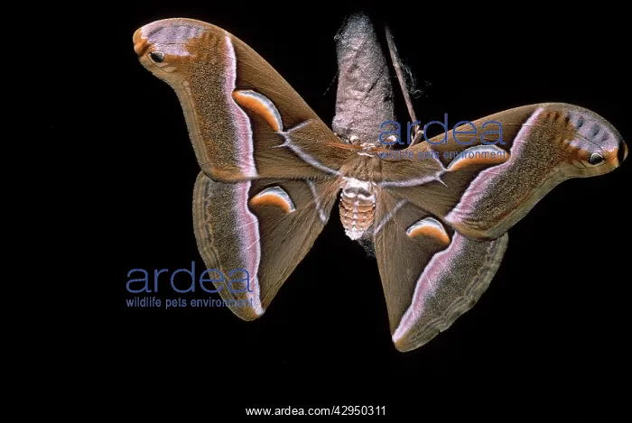 : Ailanthus / Cynthia Silkmoth - on its cocoon : Ailanthus / Cynthia Silkmoth - on its cocoon