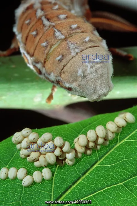 : Ailanthus / Cynthia Silkmoth - female laying its : Ailanthus / Cynthia Silkmoth - female laying its