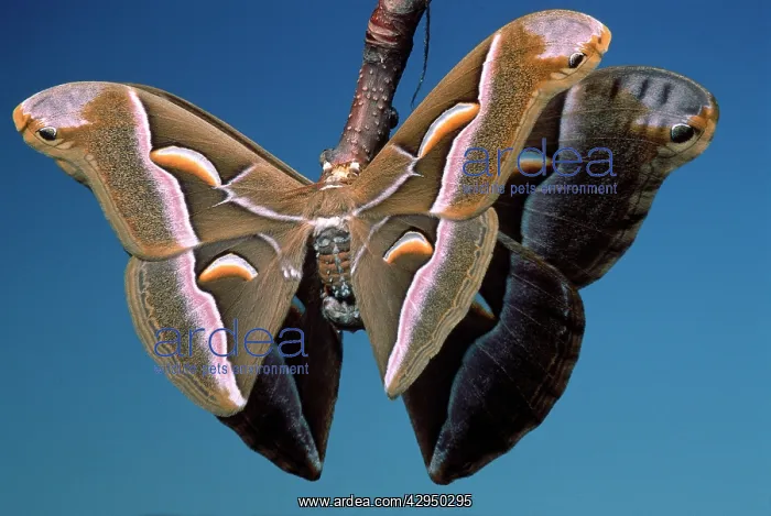 : Ailanthus / Cynthia Silkmoth - on femaleIs cocoon : Ailanthus / Cynthia Silkmoth - on femaleIs cocoon