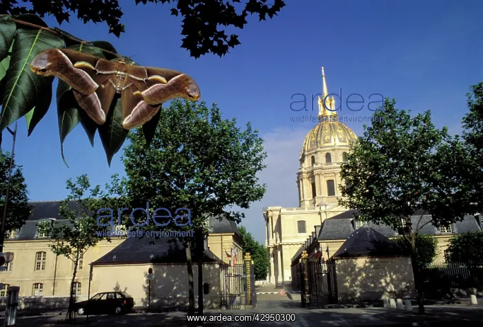 : Ailanthus / Cynthia Silkmoth - on leaves in front : Ailanthus / Cynthia Silkmoth - on leaves in front