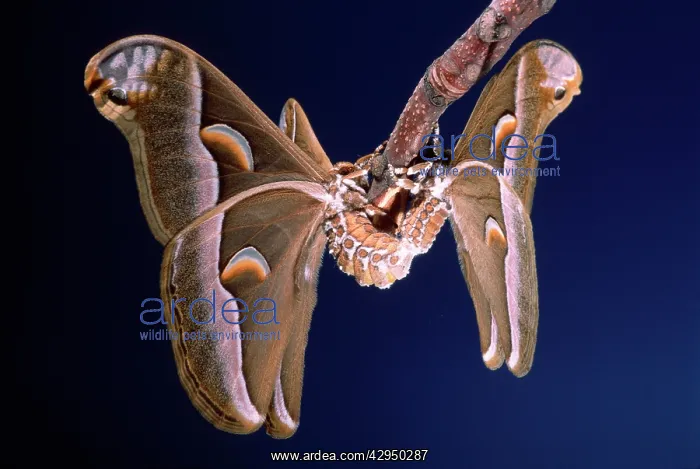 : Ailanthus / Cynthia Silkmoth - mating on femaleIs cocoon : Ailanthus / Cynthia Silkmoth - mating on femaleIs cocoon