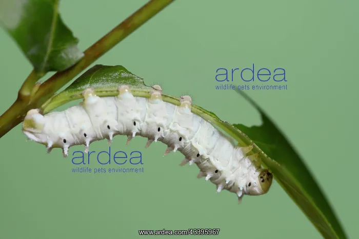 : Ailanthus silkmoth (Samia cynthia) or ailanthus : Ailanthus silkmoth (Samia cynthia) or ailanthus