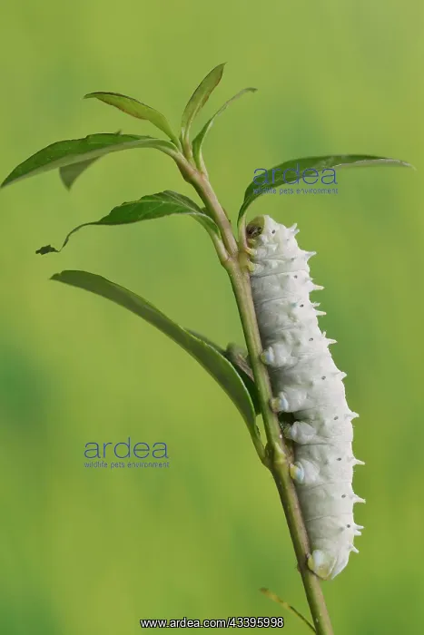 : Ailanthus silkmoth (Samia cynthia) or ailanthus : Ailanthus silkmoth (Samia cynthia) or ailanthus