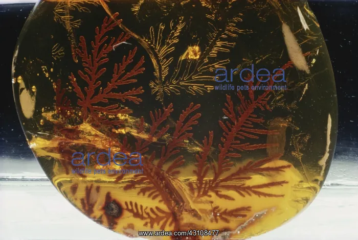 : Air in Amber : Air in Amber