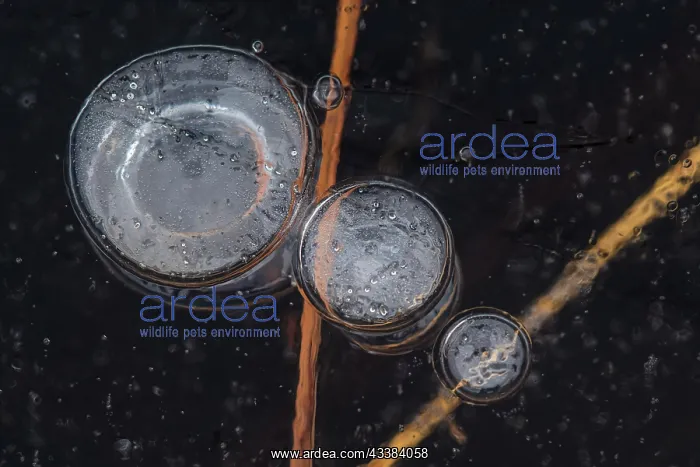 : Air Bubbles in the ice, abstract, winter, Goldenstedter : Air Bubbles in the ice, abstract, winter, Goldenstedter