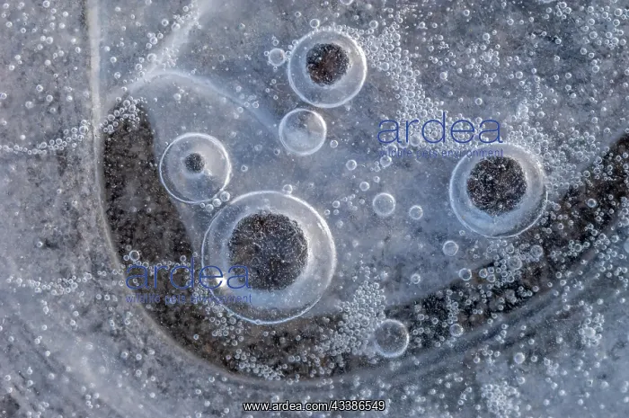 : Air bubbles trapped in ice formed on a river during : Air bubbles trapped in ice formed on a river during