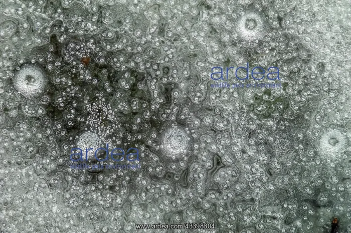 : Air bubbles trapped in ice formed on a river during : Air bubbles trapped in ice formed on a river during