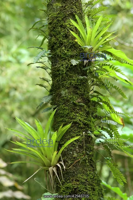 : Air plants and fern species - growing on tree trunk : Air plants and fern species - growing on tree trunk