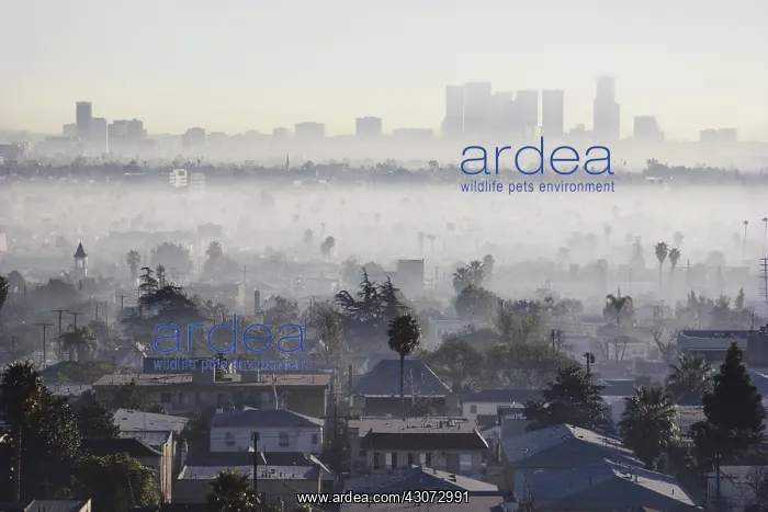 : Air Pollution, LA : Air Pollution, LA