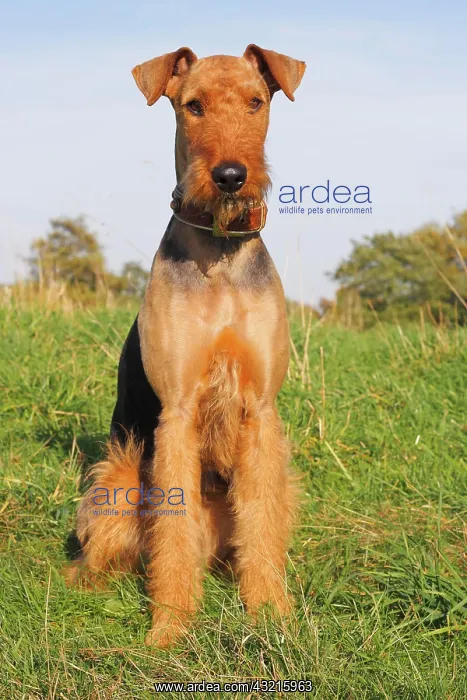 : Airedale Terrier, 2 years, sitting on grass, North : Airedale Terrier, 2 years, sitting on grass, North