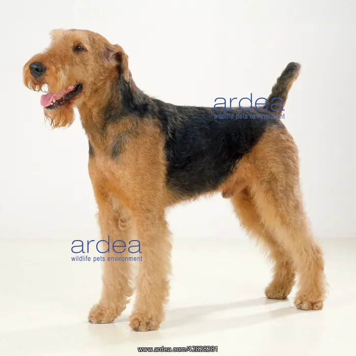 : AIREDALE TERRIER DOG : AIREDALE TERRIER DOG