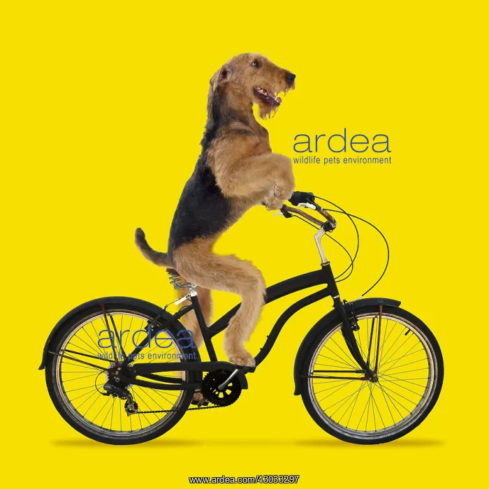 : Airedale Terrier Dog, riding bike. Digital manipulation : Airedale Terrier Dog, riding bike. Digital manipulation
