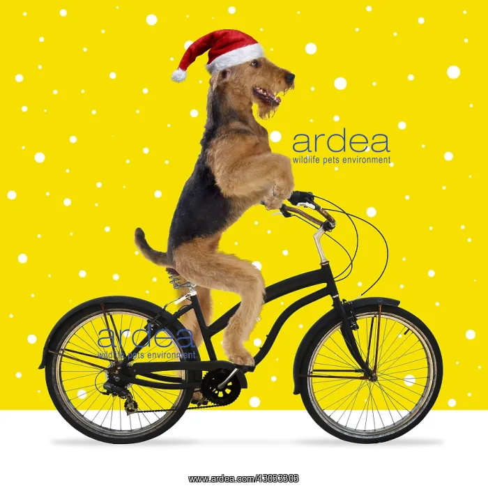 : Airedale Terrier Dog, riding bike wearing Christmas : Airedale Terrier Dog, riding bike wearing Christmas
