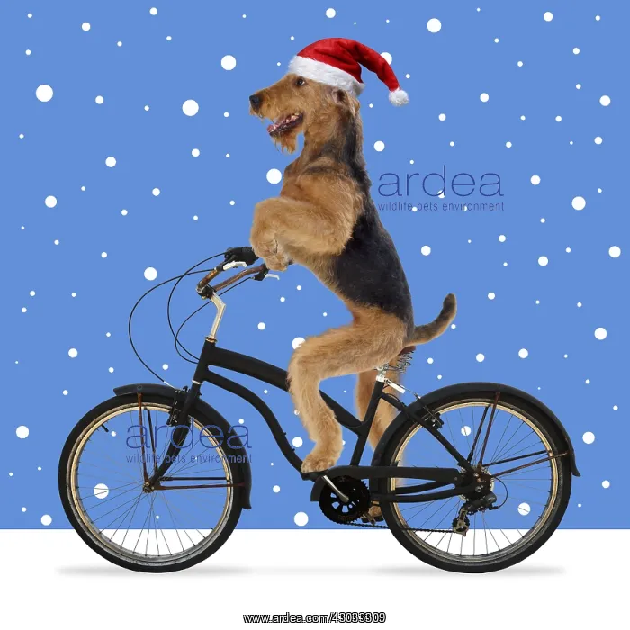  : Airedale Terrier Dog, riding bike wearing Christmas