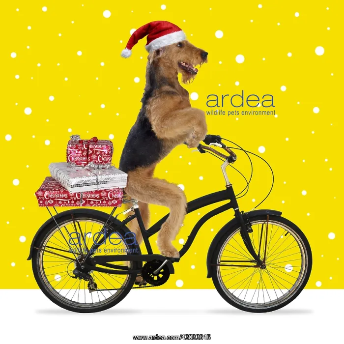  : Airedale Terrier Dog, wearing Christmas hat riding
