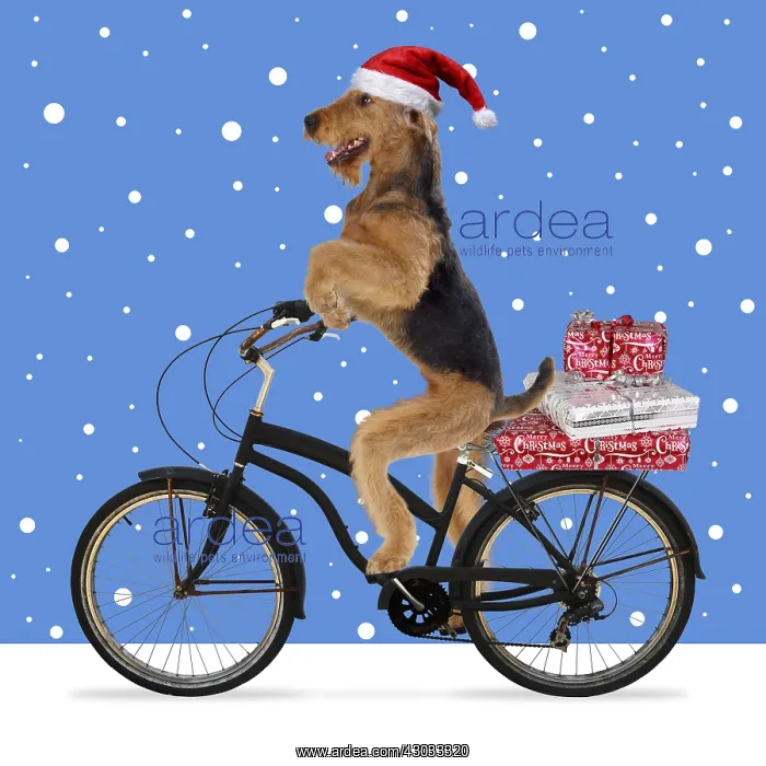 : Airedale Terrier Dog, wearing Christmas hat riding : Airedale Terrier Dog, wearing Christmas hat riding