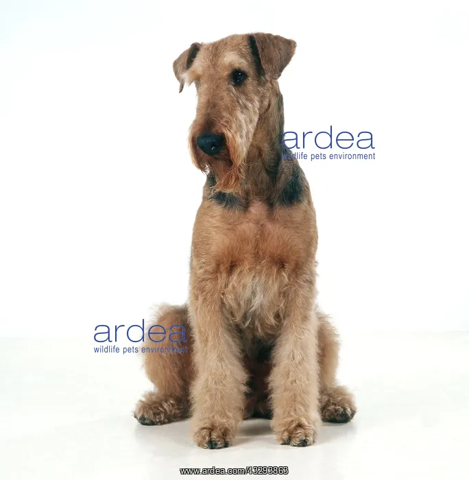 : AIREDALE TERRIER - SITTING : AIREDALE TERRIER - SITTING