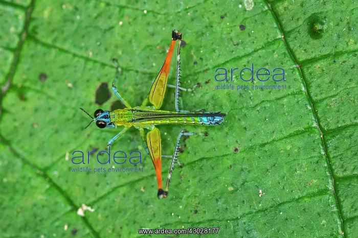 : Airplane Grasshopper, Rio Claro Reserve, Reserva : Airplane Grasshopper, Rio Claro Reserve, Reserva