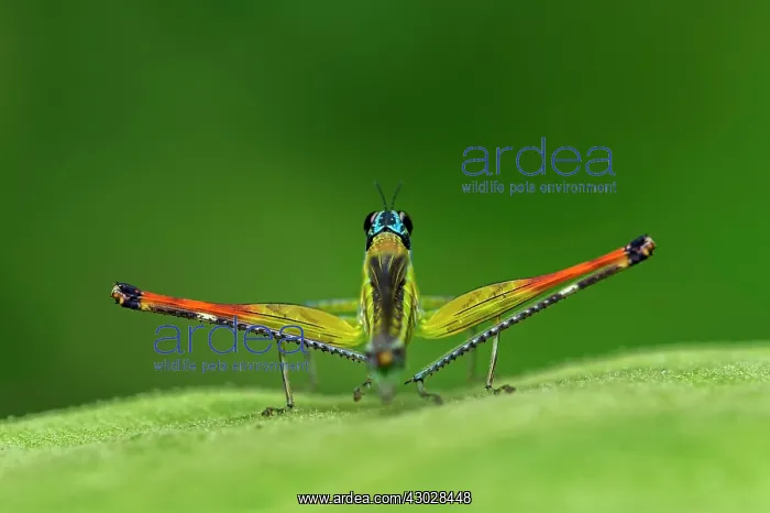 : Airplane Grasshopper, Rio Claro Reserve, Reserva : Airplane Grasshopper, Rio Claro Reserve, Reserva