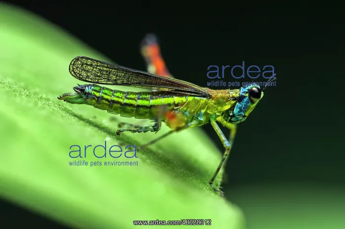: Airplane Grasshopper, Rio Claro Reserve, Reserva : Airplane Grasshopper, Rio Claro Reserve, Reserva