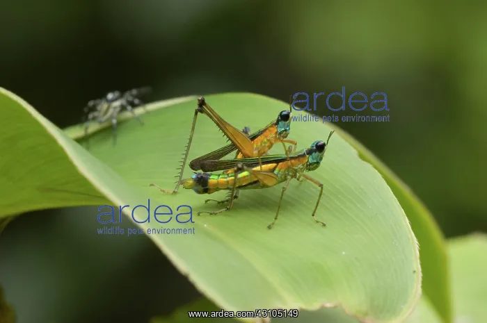 : Airplane Grasshoppers : Airplane Grasshoppers