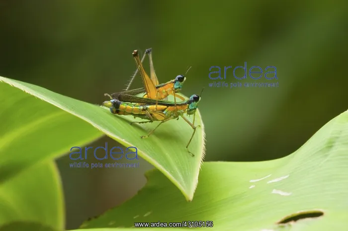 : Airplane Grasshoppers : Airplane Grasshoppers