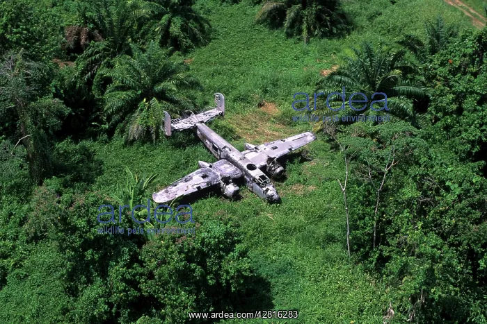: Airplane wreck in the jungle near Talasea, Walindi, West New : Airplane wreck in the jungle near Talasea, Walindi, West New