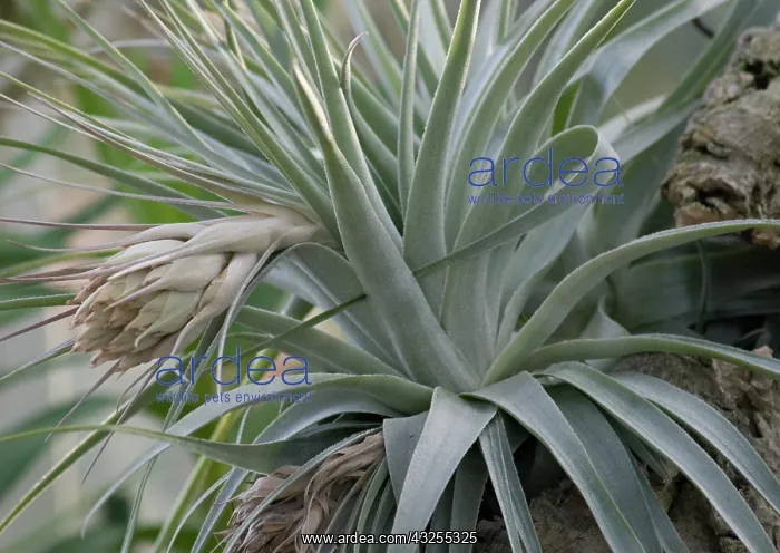 : Airplant, Tillandsia : Airplant, Tillandsia
