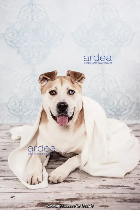 : Akita or Akita Inu mix, dog wrapped in a blanket : Akita or Akita Inu mix, dog wrapped in a blanket