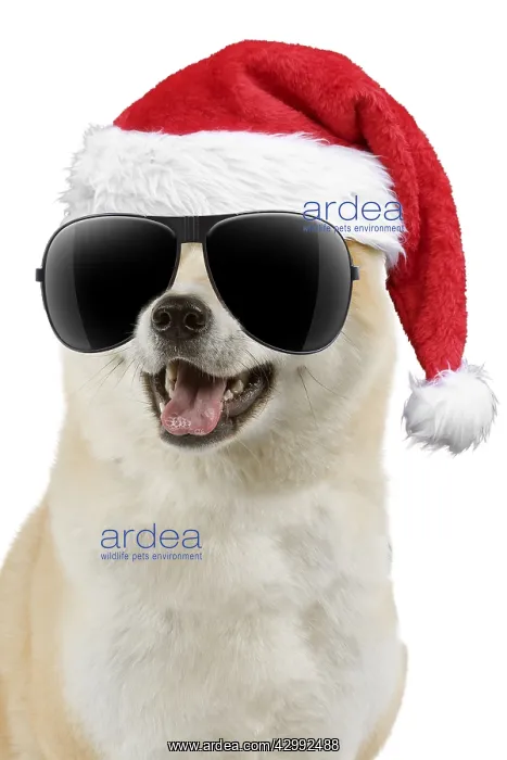: Akita Dog, wearing Christmas hat and sunglasses mouth open : Akita Dog, wearing Christmas hat and sunglasses mouth open