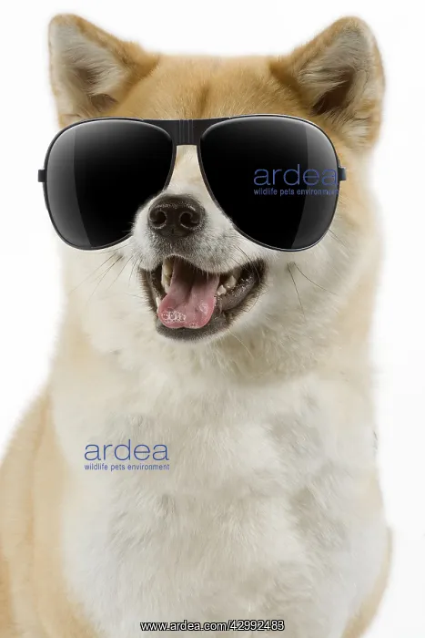 : Akita Dog, wearing sunglasses mouth open : Akita Dog, wearing sunglasses mouth open
