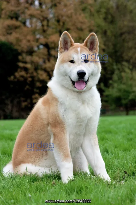  : Akita Inu dog