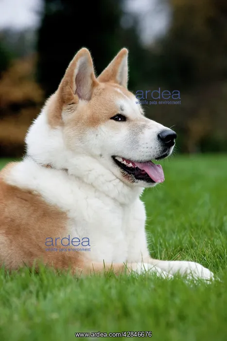 : Akita Inu Dog : Akita Inu Dog